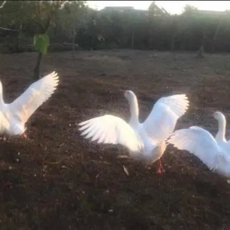 Vecchio Fienile Per Una Vacanza Fresca E A Contatto Con La Natura!